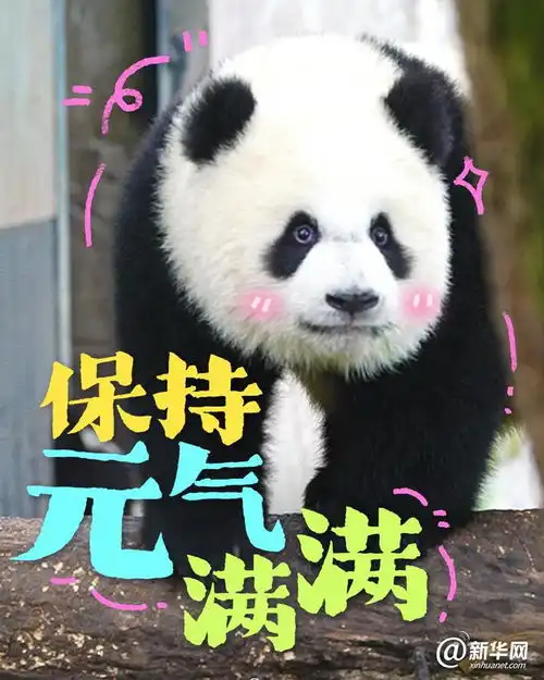 这些大熊猫是在演我开学吗
