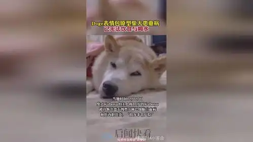 doge表情包原型柴犬患重病,已无法饮食与喝水
