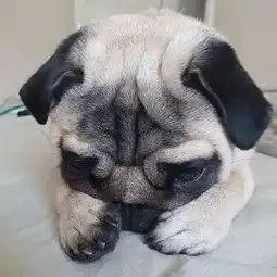 这只狗狗长得比较着急,第一眼看到就笑喷了....

