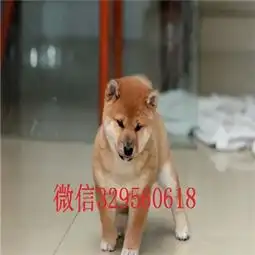 肇庆纯种日本柴犬多少钱一只专业繁育柴犬幼犬日本柴犬小柴犬网红表情包柴犬
