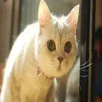 搞笑猫咪表情包微信头像图片大全
