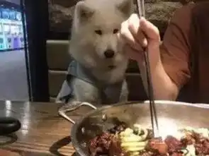 狗子可以人口夺食,难道我就永远没有报仇的机会
