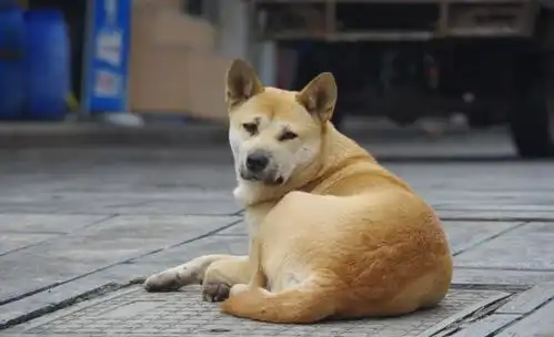 这6种流行的宠物狗,看着很好,养了后直言上当了
