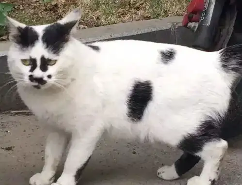 你见过长得最潦草最奇葩的猫咪,可能就在这
