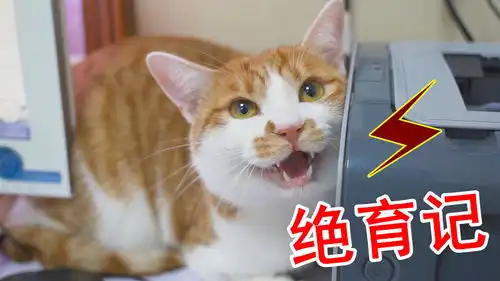 橘猫被带去绝育,一路惨叫到医院,猫我不要割蛋