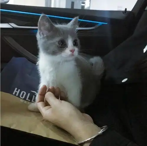 怎么会有喵星人这么可爱的动物
