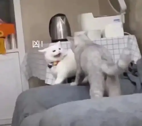 快来看看这是不是你和你对象的日常猫猫表情包
