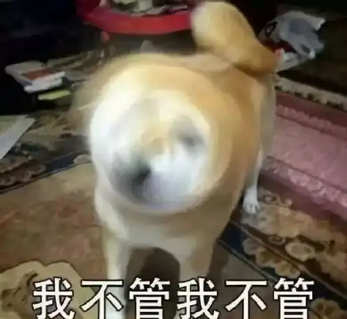 没有女朋友真不怪我,因为狗都比我会撩
