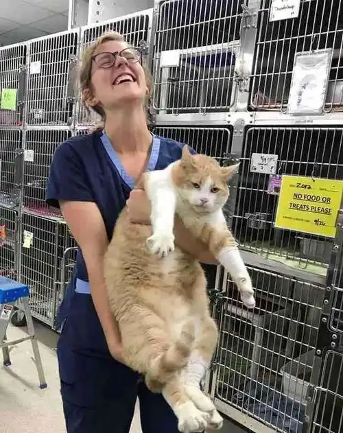 网友千万不要养橘猫你会发现你养了一头猪

