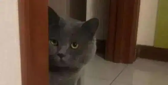 主人当着蓝猫面,假装偷吃猫罐头,蓝猫秒变表情包,主人笑翻
