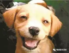 新出的不要生气赞美操太有意思了
