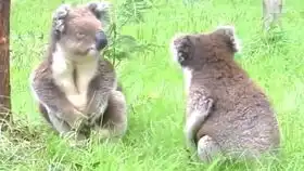 考拉打架见过没
