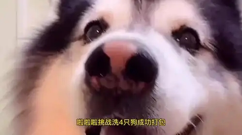 主人挑战给狗狗洗澡,看看她一天能洗多少只狗子,雪橇三傻已就位
