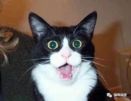 一大堆猫咪惊讶的表情包
