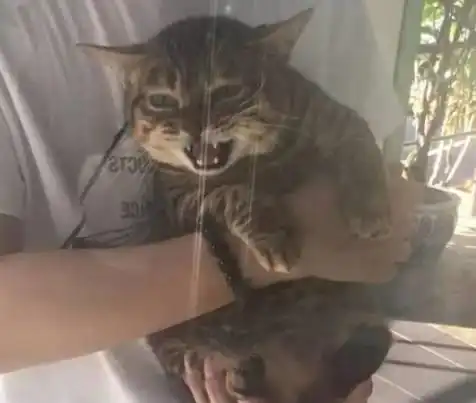 带猫咪去打针,它竟拒绝的撕心裂肺,主人低头看到它的表情笑喷
