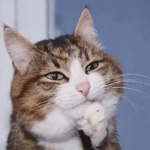 不过是一只小猫咪,怎么能做出那么丰富的表情
