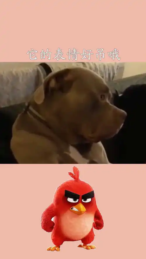 它的表情好吊哦狗子比特犬训练狗子表情包神评即是标题百万视友赐神评
