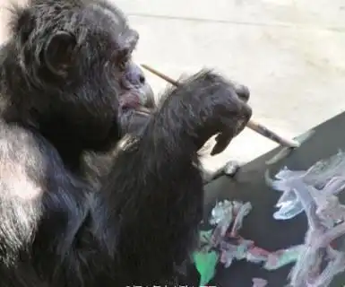 33岁的大猩猩艺术气息浓重,并深受关注,竟是受到他的影响
