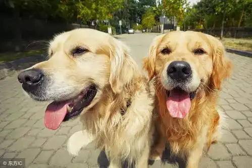 1养狗我劝你不要养金毛犬
