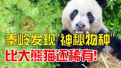 2009年,秦岭发现神秘物种全球只有一只,比大熊猫还稀有