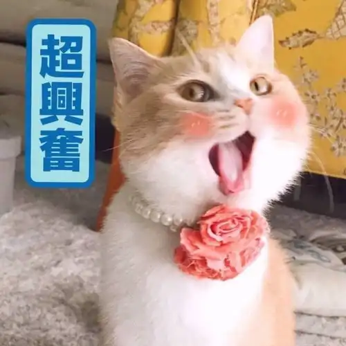 和我一起学日语五十音图初了解
