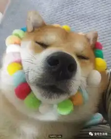 柴犬一直被称为行走的表情包,牠们总能在不经意间做出有趣的表情