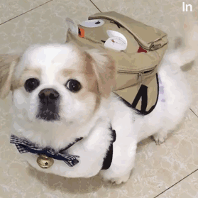 每日一笑,上学要迟到啦
