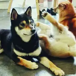 激萌品咖啡吃甜点撸柴无锡这家柴犬咖啡馆,分分钟撸出512g表情包