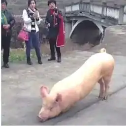 猪到寺院跪拜引热议当天就被送到屠宰场

