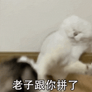教你判断猫咪打架是真是假
