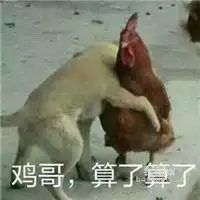 鸡哥别冲动表情包微信头像图片大全
