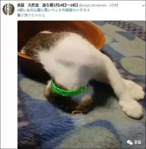 表情你知道吗,睡相越丑的猫,其实越爱你腾讯网表情
