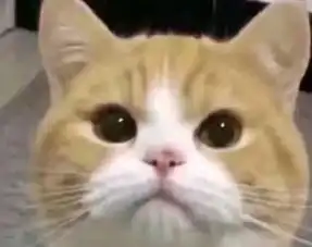 搞笑熊猫头表情包我要快乐,柠檬树下只有我

