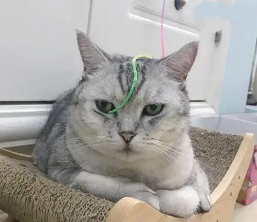 抖音上10大最火的网红猫,第一有4000多万粉丝,第十已经去世了
