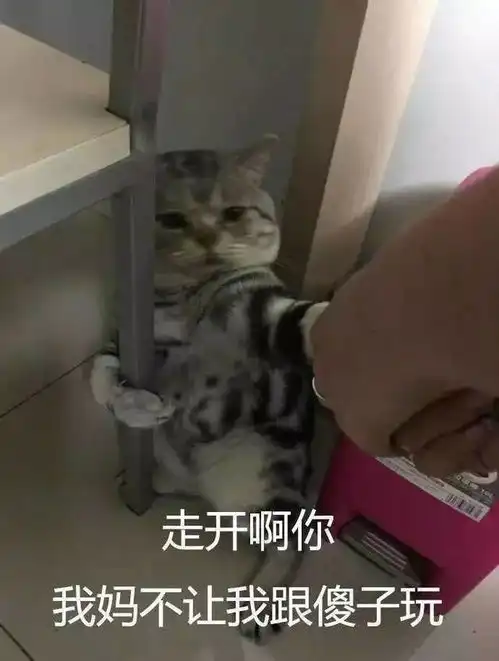 为什么很多人聊天都喜欢用猫咪表情包附最全猫咪表情包
