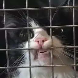 主人把猫装进航空箱里,猫竟露出这个表情,好狰狞,让人好怕怕...
