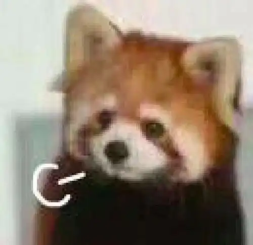 e句话看天下丨都这么多年了,张杰谢娜的粉丝还没成cp粉吗
