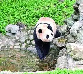 大熊猫福宝亮相
