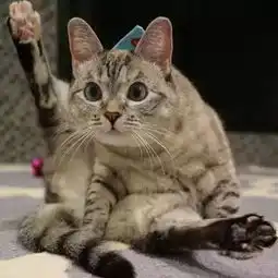 网红猫狗长啥样世界十大最有影响力宠物排行榜
