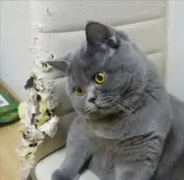 猫界懂事排行榜这几种猫咪,特别懂主人
