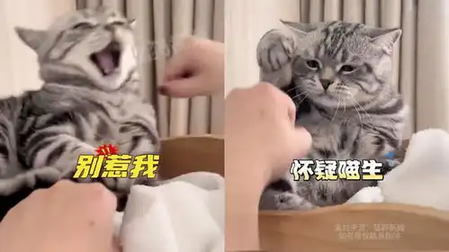 主人与猫咪玩闹,猫猫一拳难敌四手,举着的爪子是最后的倔强了
