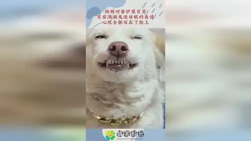 狗狗对着铲屎官笑,笑容满面鬼迷日眼的表情,心思都写在了脸上