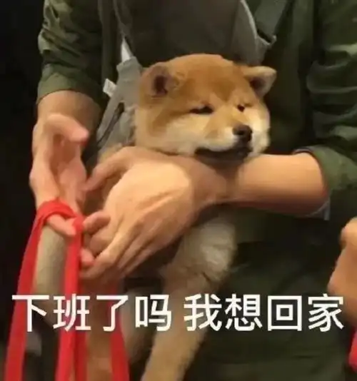 表情包阿猫阿狗沙雕系列含动图