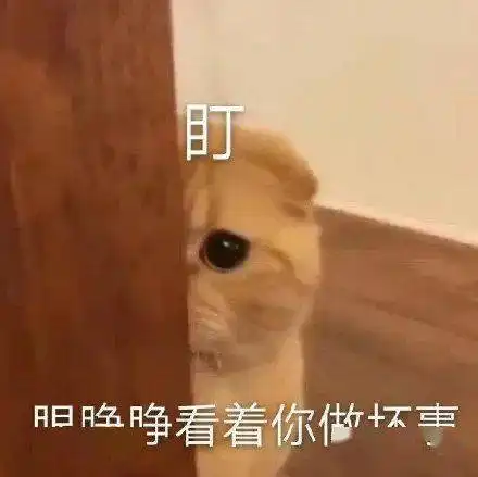 猫咪表情包今天也是棒棒的小猫

