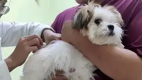 男医生打针害怕想换个护士被一顿怼委屈的表情亮了
