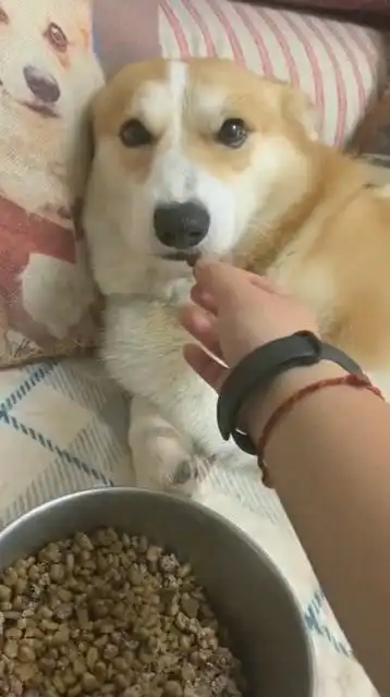 狗子你什么表情,给你喂狗粮还不满意吗
