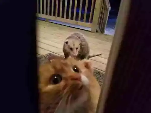 猫咪的小鱼干迎来不速之客,这表情我忍不住笑出猪声哈哈哈哈..
