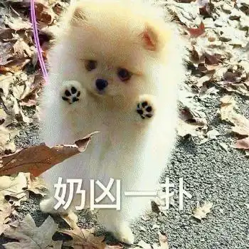 有哪些沙雕又可爱的动物表情包
