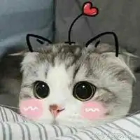 搞笑猫咪表情包微信头像图片大全
