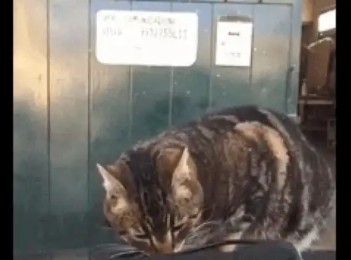 网友启动了车上的雨刷,猫咪被吓得连退了三步,这表情好委屈
